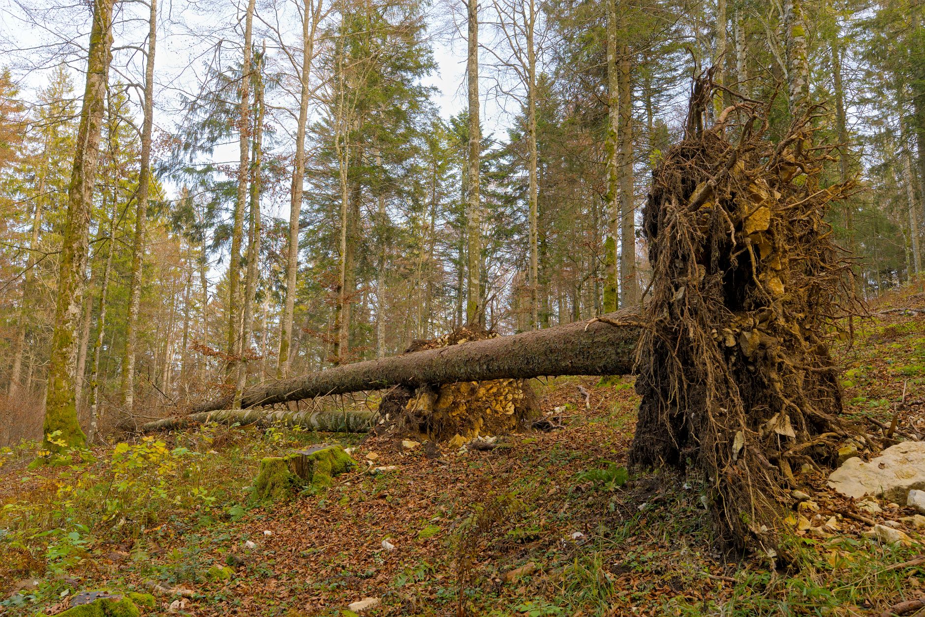 Enlèvement arbre urgence à Rambouillet
